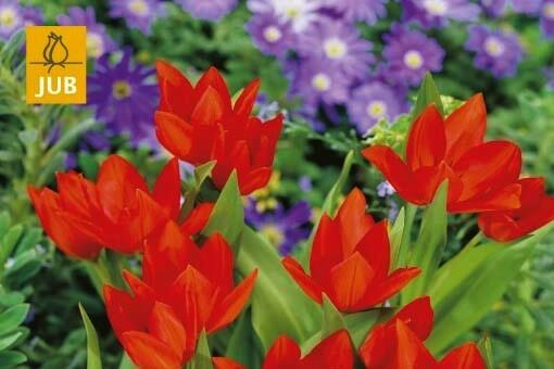 Tulipán botanický 'Fusilier' - Tulipa praestans 'Fusilier'