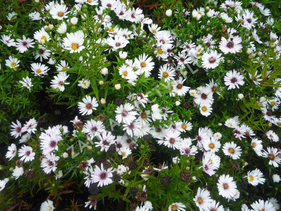 Hvězdnice novobelgická 'Magic White' - Aster novi-belgii 'Magic White'