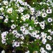 Hvězdnice novobelgická 'Magic White' - Aster novi-belgii 'Magic White'