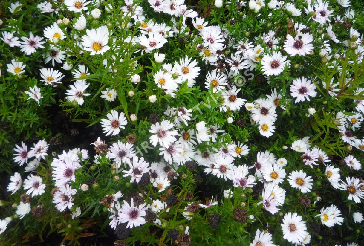 Hvězdnice novobelgická 'Magic White' - Aster novi-belgii 'Magic White'