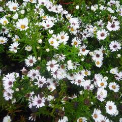 Hvězdnice novobelgická 'Magic White' - Aster novi-belgii 'Magic White'