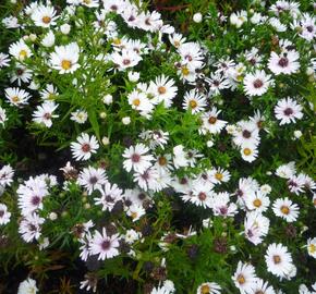 Hvězdnice novobelgická 'Magic White' - Aster novi-belgii 'Magic White'