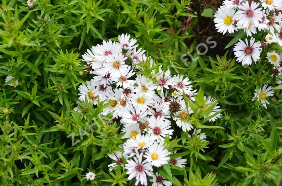 Hvězdnice novobelgická 'Magic White' - Aster novi-belgii 'Magic White'