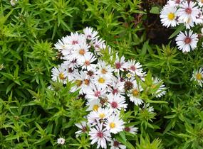 Hvězdnice novobelgická 'Magic White' - Aster novi-belgii 'Magic White'