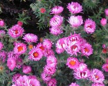 Hvězdnice novoanglická 'Rudelsburg'