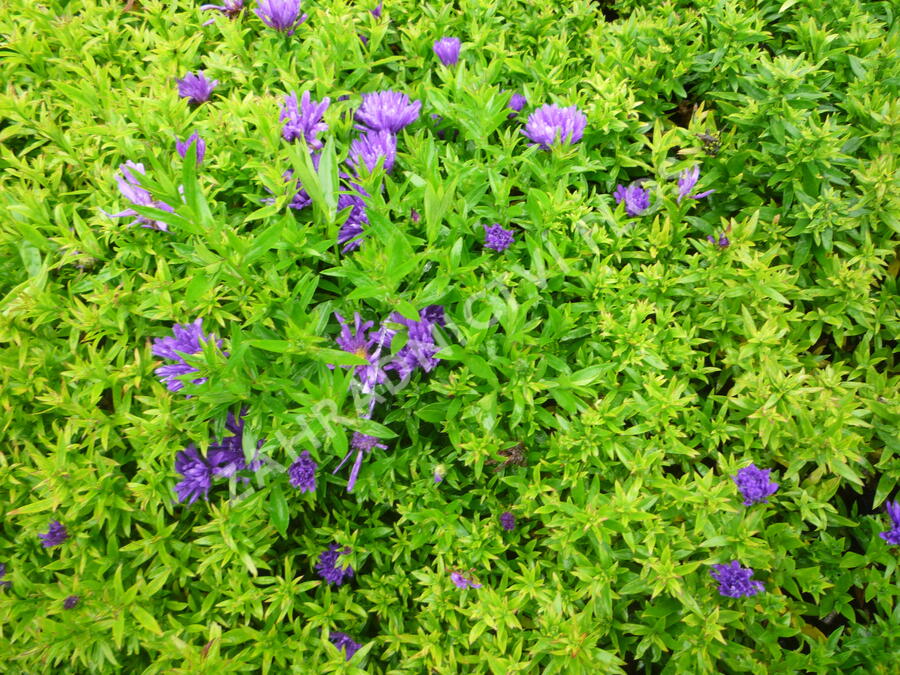 Hvězdnice novobelgická 'Magic Purple' - Aster novi-belgii 'Magic Purple'