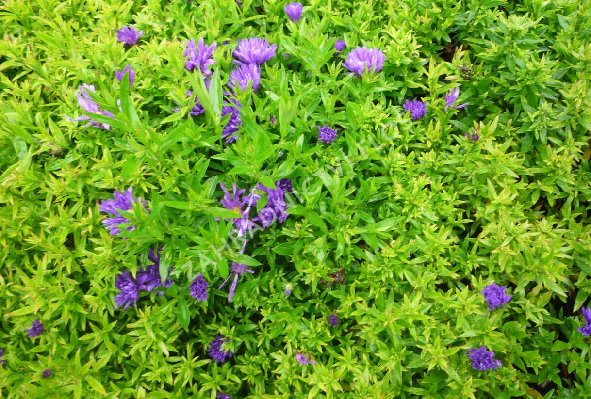 Hvězdnice novobelgická 'Magic Purple' - Aster novi-belgii 'Magic Purple'