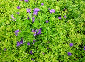 Hvězdnice novobelgická 'Magic Purple' - Aster novi-belgii 'Magic Purple'