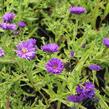 Hvězdnice novobelgická 'Magic Purple' - Aster novi-belgii 'Magic Purple'