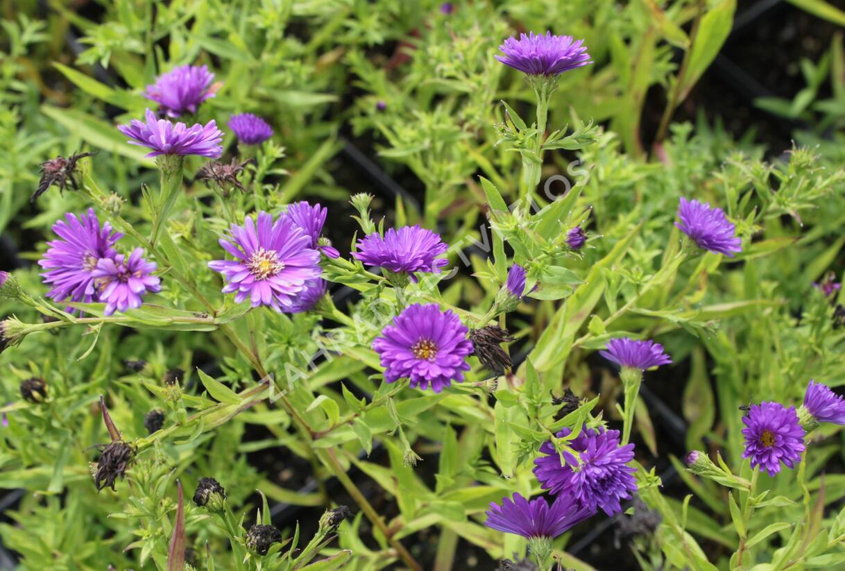 Hvězdnice novobelgická 'Magic Purple' - Aster novi-belgii 'Magic Purple'