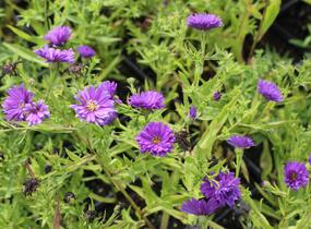 Hvězdnice novobelgická 'Magic Purple' - Aster novi-belgii 'Magic Purple'