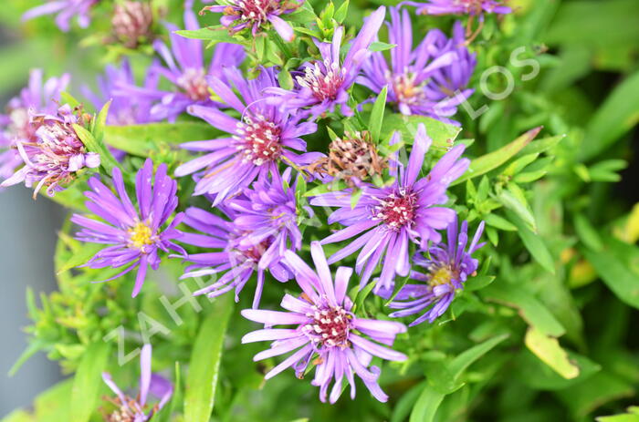 Hvězdnice novobelgická 'Magic Purple' - Aster novi-belgii 'Magic Purple'