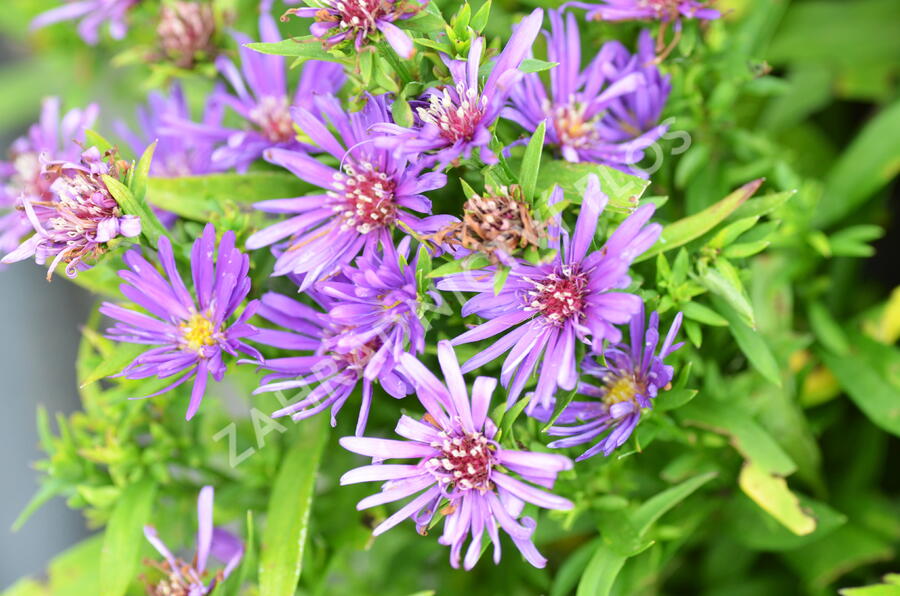Hvězdnice novobelgická 'Magic Purple' - Aster novi-belgii 'Magic Purple'