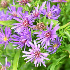 Hvězdnice novobelgická 'Magic Purple' - Aster novi-belgii 'Magic Purple'