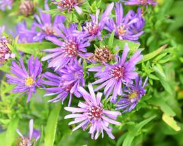 Hvězdnice novobelgická 'Magic Purple'