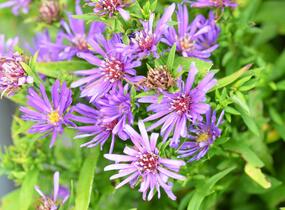 Hvězdnice novobelgická 'Magic Purple' - Aster novi-belgii 'Magic Purple'