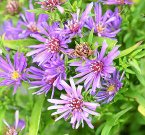 Hvězdnice novobelgická 'Magic Purple' - Aster novi-belgii 'Magic Purple'