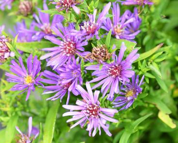 Hvězdnice novobelgická 'Magic Purple'