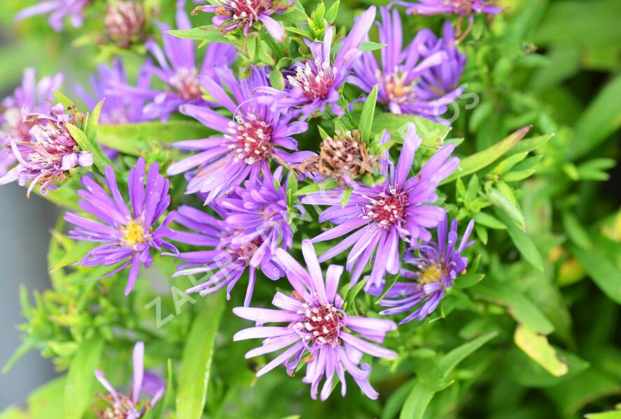 Hvězdnice novobelgická 'Magic Purple' - Aster novi-belgii 'Magic Purple'