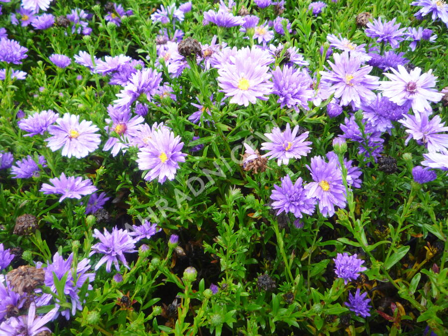 Hvězdnice novobelgická 'Magic Blue' - Aster novi-belgii 'Magic Blue'