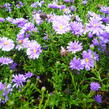 Hvězdnice novobelgická 'Magic Blue' - Aster novi-belgii 'Magic Blue'