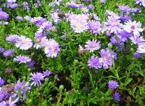 Hvězdnice novobelgická 'Magic Blue' - Aster novi-belgii 'Magic Blue'