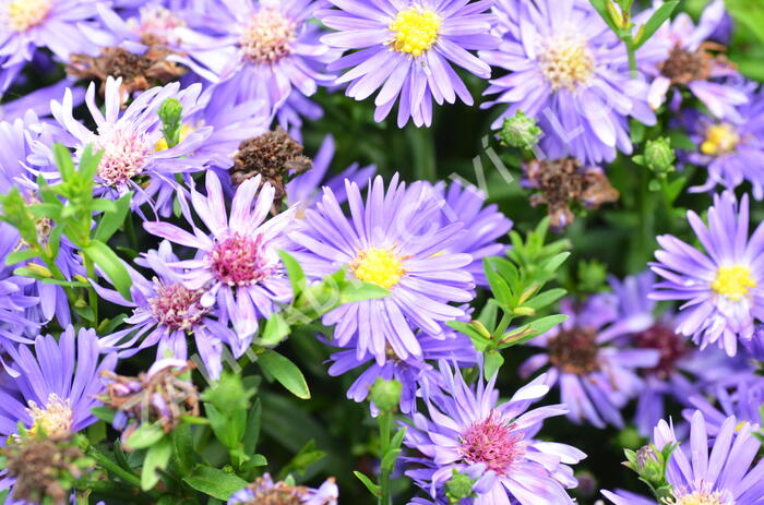 Hvězdnice novobelgická 'Magic Blue' - Aster novi-belgii 'Magic Blue'