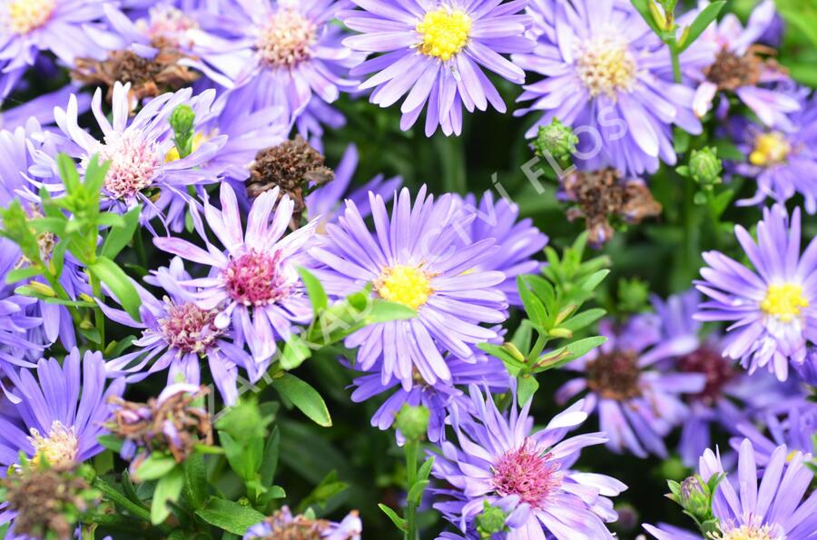 Hvězdnice novobelgická 'Magic Blue' - Aster novi-belgii 'Magic Blue'
