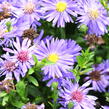 Hvězdnice novobelgická 'Magic Blue' - Aster novi-belgii 'Magic Blue'