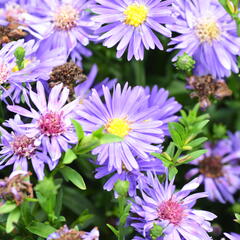 Hvězdnice novobelgická 'Magic Blue' - Aster novi-belgii 'Magic Blue'