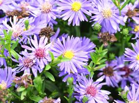 Hvězdnice novobelgická 'Magic Blue' - Aster novi-belgii 'Magic Blue'