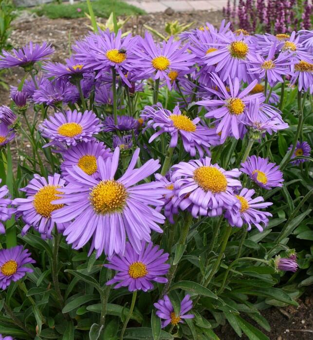 Hvězdnice chlumní 'Blütendecke' - Aster amellus 'Blütendecke'