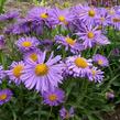 Hvězdnice chlumní 'Blütendecke' - Aster amellus 'Blütendecke'
