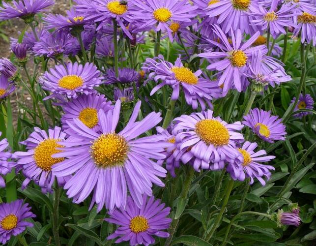Hvězdnice chlumní 'Blütendecke' - Aster amellus 'Blütendecke'