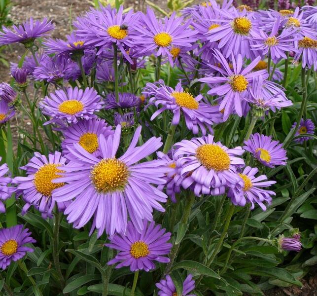 Hvězdnice chlumní 'Blütendecke' - Aster amellus 'Blütendecke'