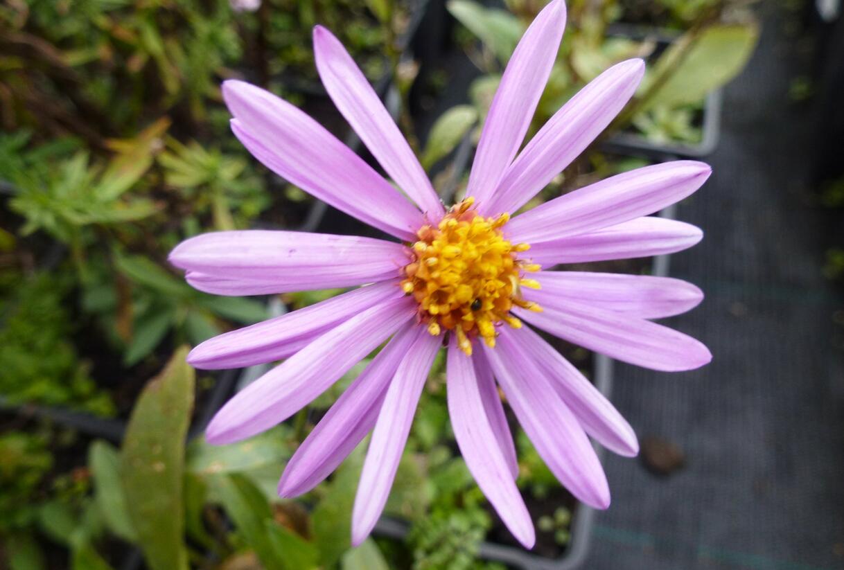 Hvězdnice chlumní 'Brilliant' - Aster amellus 'Brilliant'