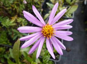 Hvězdnice chlumní 'Brilliant' - Aster amellus 'Brilliant'