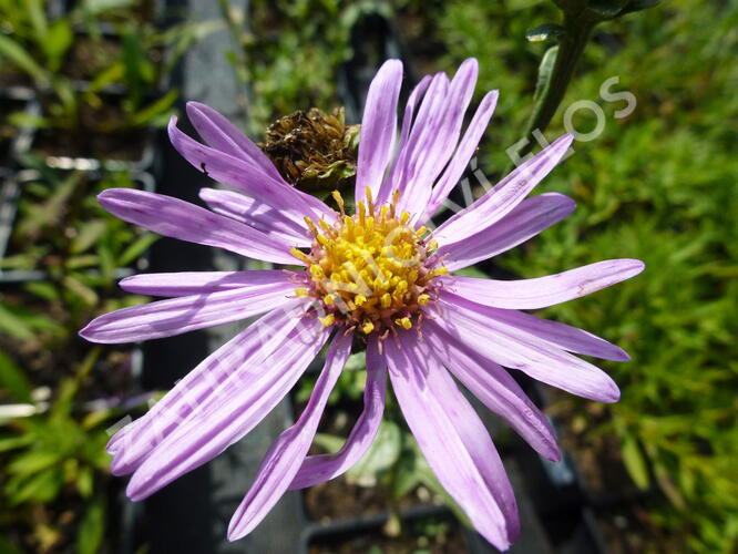 Hvězdnice chlumní 'Brilliant' - Aster amellus 'Brilliant'