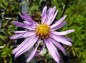 Hvězdnice chlumní 'Brilliant' - Aster amellus 'Brilliant'