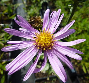 Hvězdnice chlumní 'Brilliant' - Aster amellus 'Brilliant'