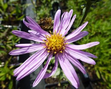 Hvězdnice chlumní 'Brilliant'