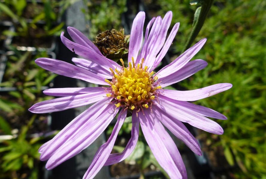 Hvězdnice chlumní 'Brilliant' - Aster amellus 'Brilliant'