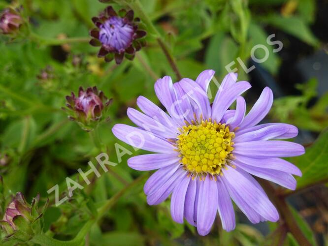 Hvězdnice chlumní 'Rudolf Goethe' - Aster amellus 'Rudolf Goethe'