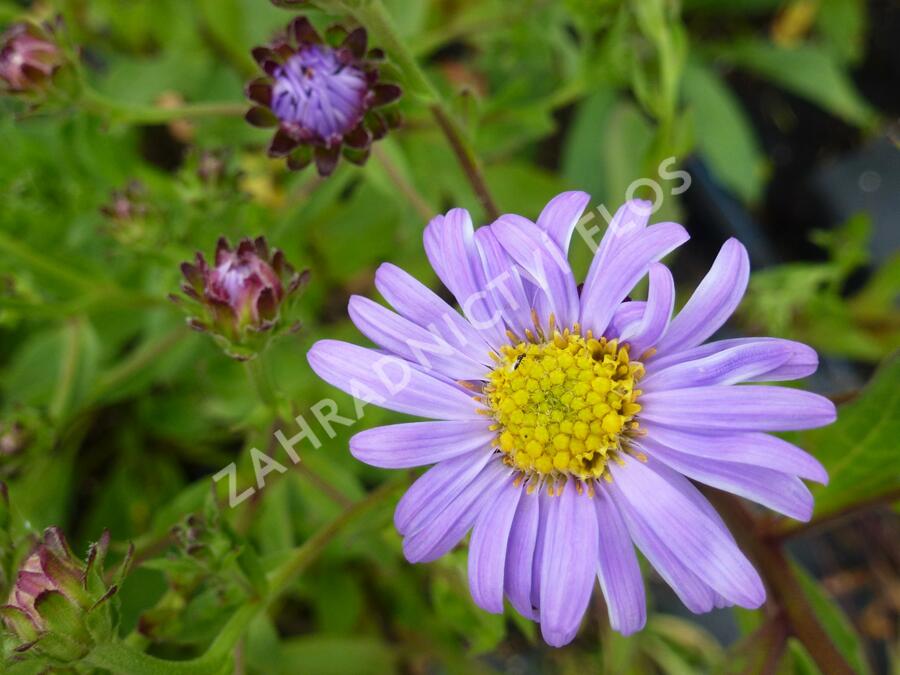 Hvězdnice chlumní 'Rudolf Goethe' - Aster amellus 'Rudolf Goethe'