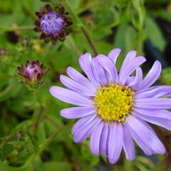 Hvězdnice chlumní 'Rudolf Goethe' - Aster amellus 'Rudolf Goethe'