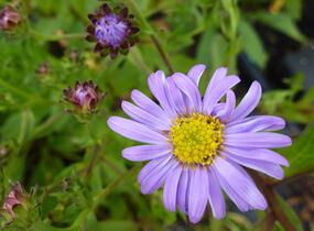Hvězdnice chlumní 'Rudolf Goethe' - Aster amellus 'Rudolf Goethe'