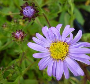 Hvězdnice chlumní 'Rudolf Goethe' - Aster amellus 'Rudolf Goethe'