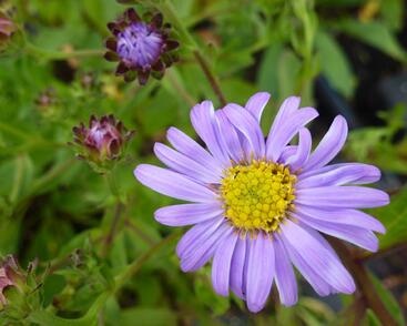 Hvězdnice chlumní 'Rudolf Goethe'