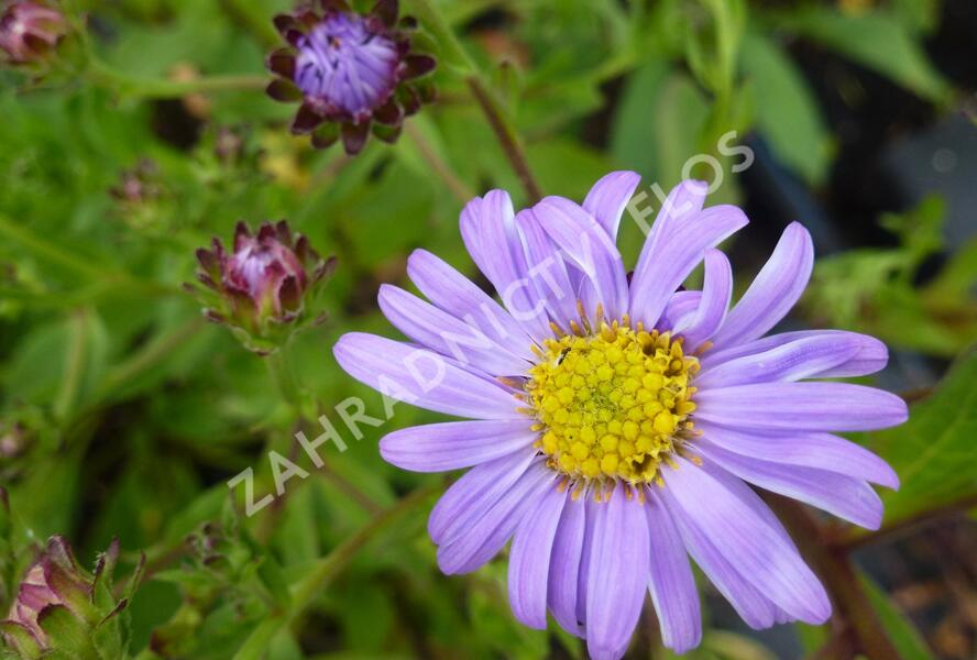 Hvězdnice chlumní 'Rudolf Goethe' - Aster amellus 'Rudolf Goethe'