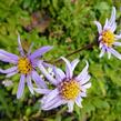 Hvězdnice chlumní 'Rudolf Goethe' - Aster amellus 'Rudolf Goethe'